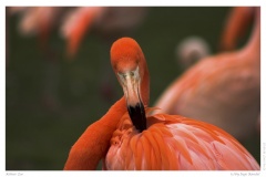 K - Zoo Flamingo