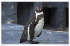 K - Zoo Pinguine & Robben