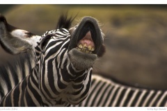 K - Zoo Zebra